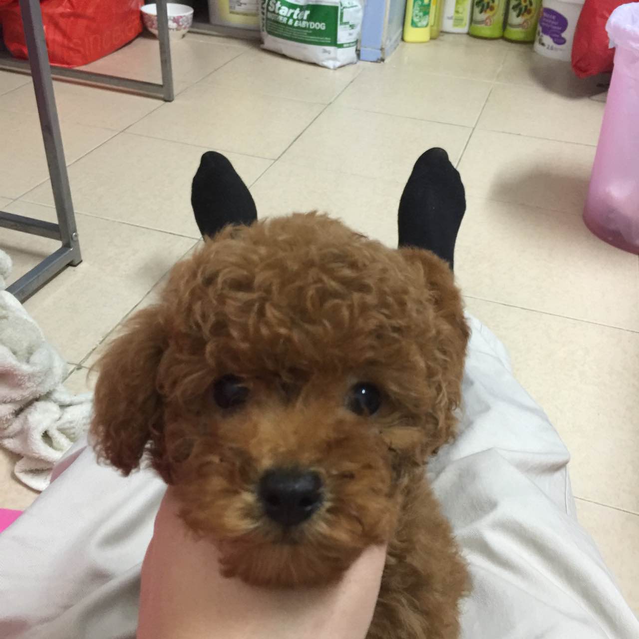 贵宾犬