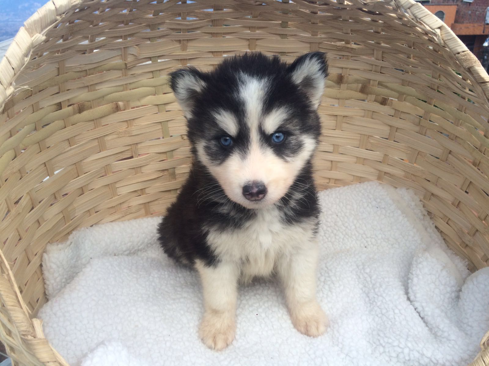 西伯利亚雪橇犬幼犬