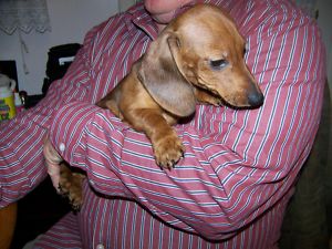 Darling Dachshunds in a Small Mini size, Smooth coats