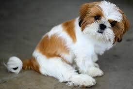 Adorable little Shih-poochon puppies poochon x shih-tzu