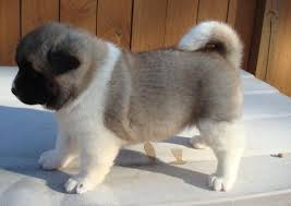 Beautiful chunky Akita pups