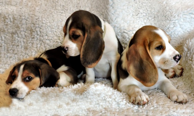 Kennel Club Registered Beagle Puppies