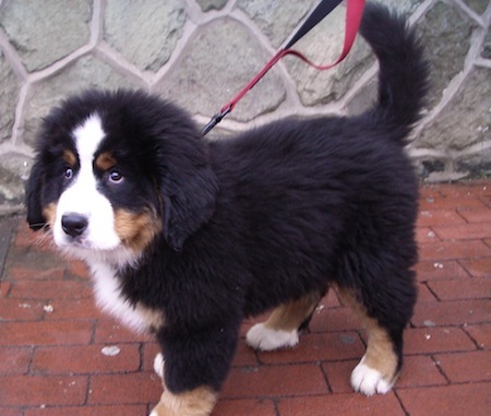 Pedigree Bernese Mountain Dog Pups