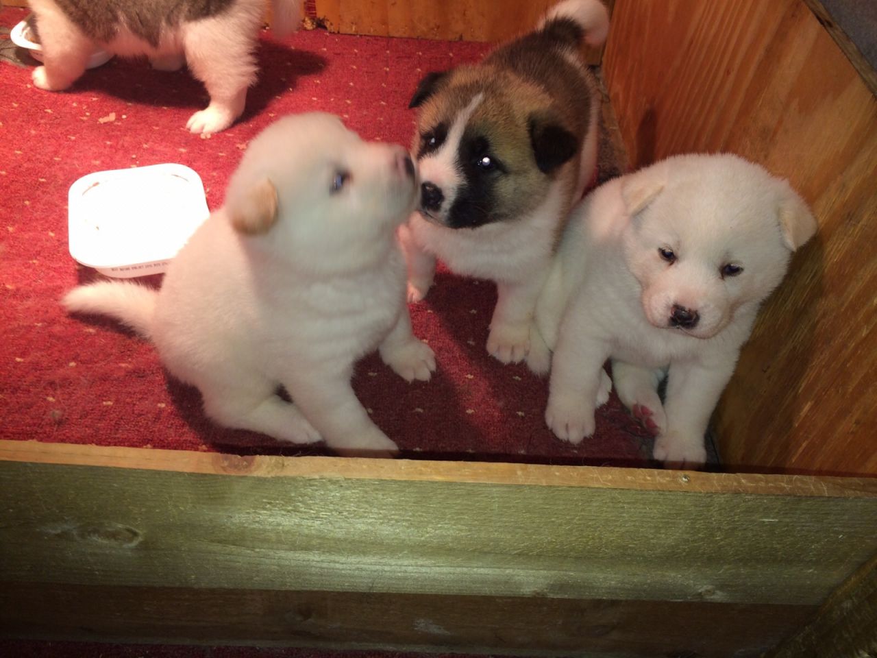 Quality  Akita Puppies