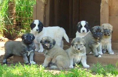 Beautiful Anatolian Puppies