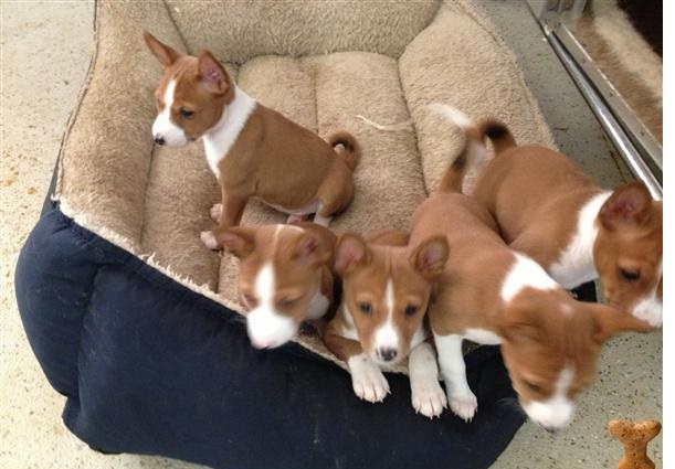 Basenji Puppies Available