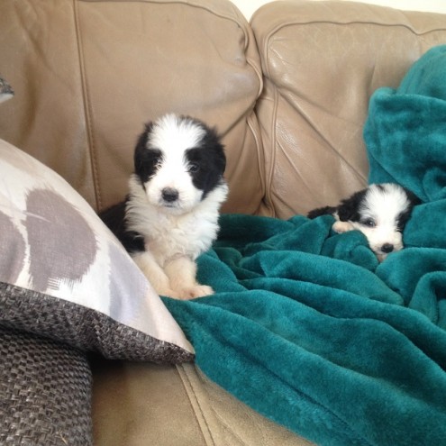 Adorable Bearded Collies puppies