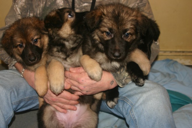 Special Belgian Pups