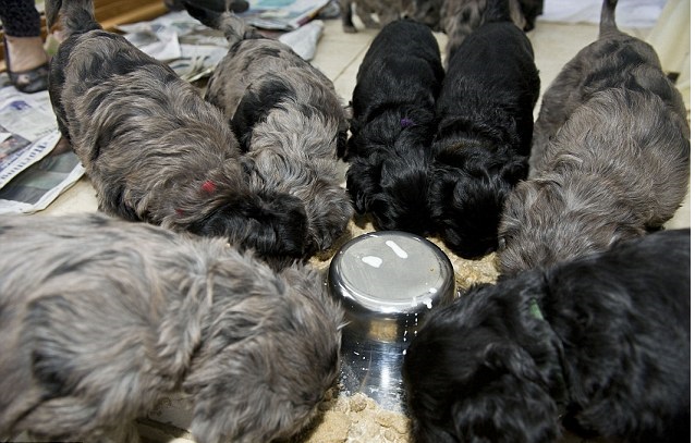 Bergamasco Puppies Available