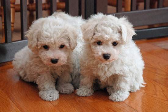 Beautiful Bichon Frise