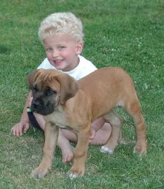 BOERBEL PUPPIES AVAILABLE