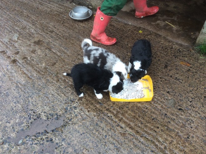 美丽的边境牧羊犬幼犬