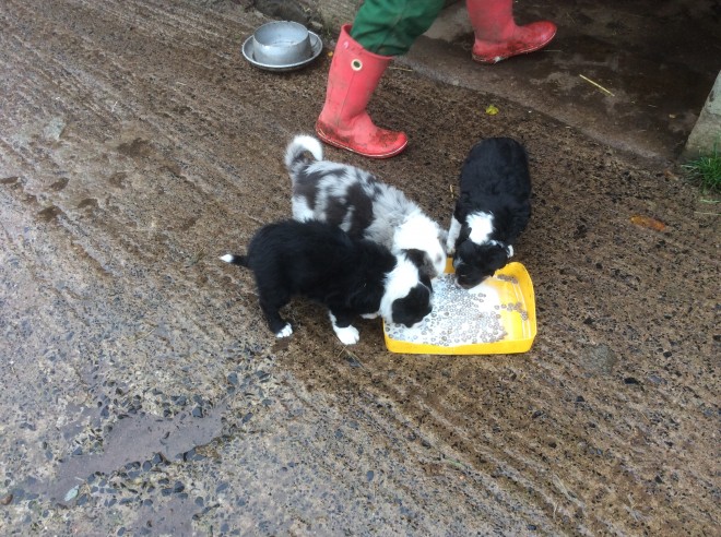 Beautiful Border Collie Pups