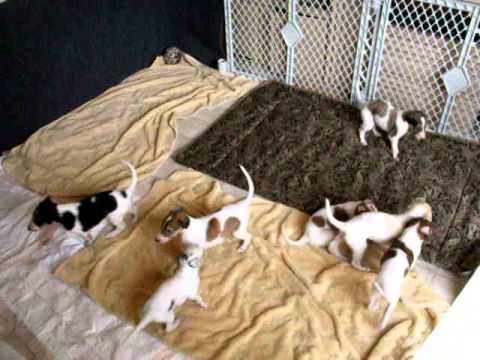 CUTE AND LOVELY BORZOI PUPPIES