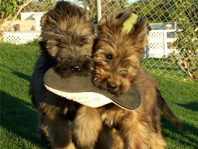 Amazing Briard  puppies