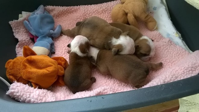 British Bulldog Puppies