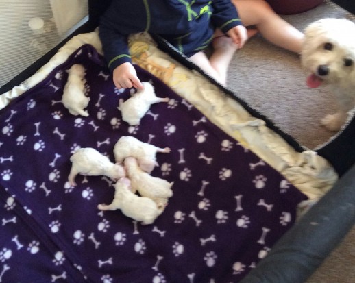 Maltese puppies available