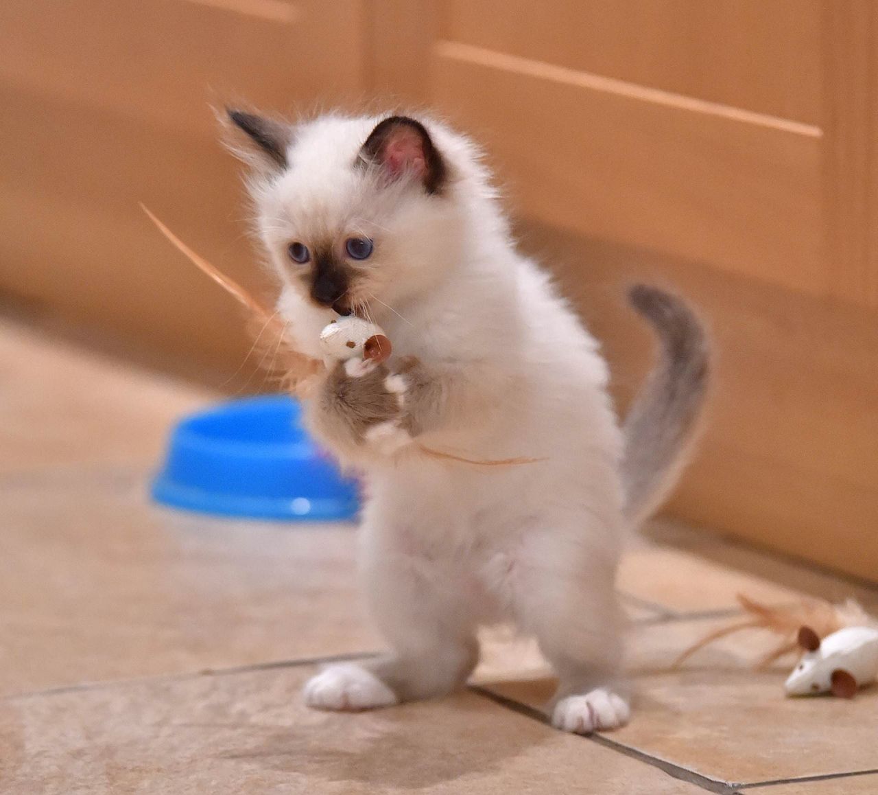 2 Stunning Birman Boys