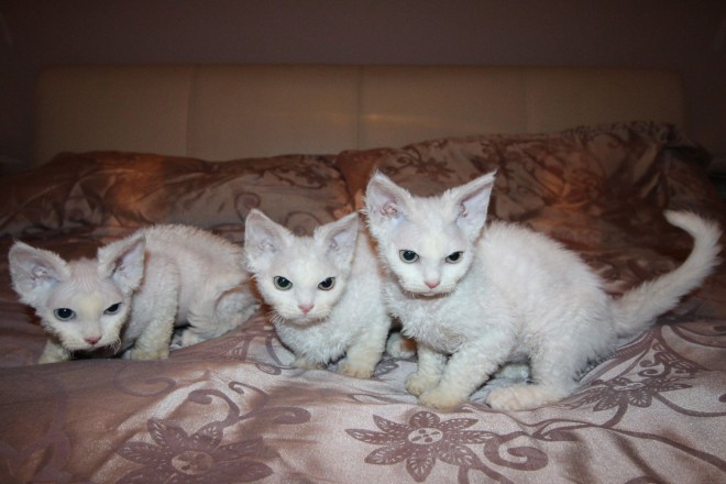 Beautiful White Devon Rex Kittens