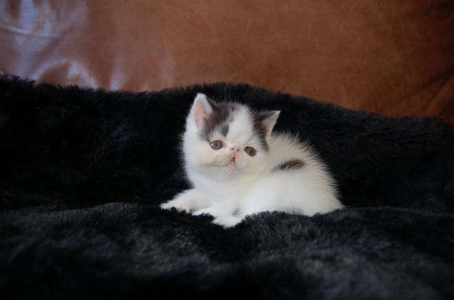Gorgeous Pedigree Exotic Kitten