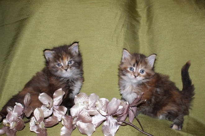 Stunning Maine Coon Kittens