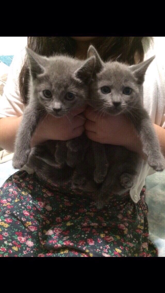 Gccf Reg Full Pedigree Kitten russian blue 