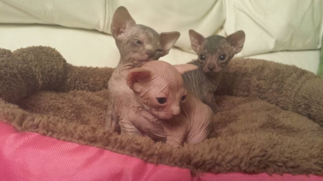 Beautiful Canadian Sphynx Kittens Pedigree Salle.