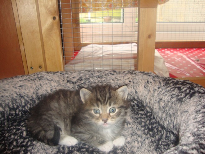 All Soldgccf Registered Siberian Kittens 