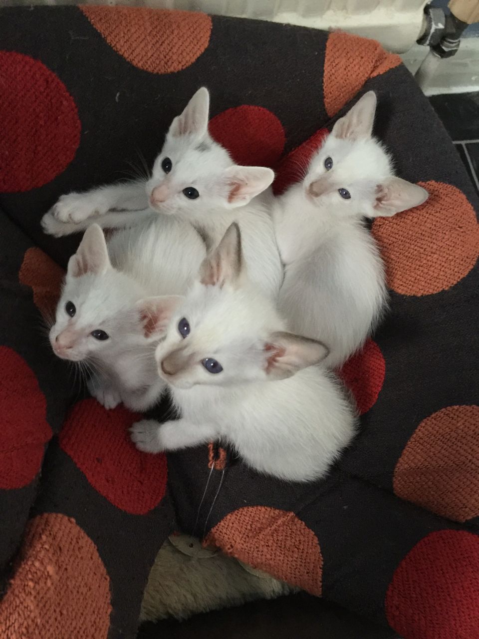 Beautiful Siamese Kittens Gccf Registered.