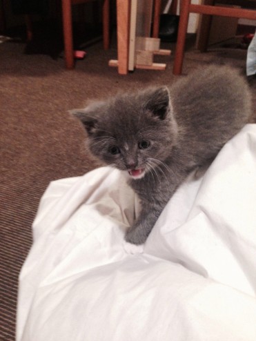 Beautiful Rare Grey & White Longhaired Kitten