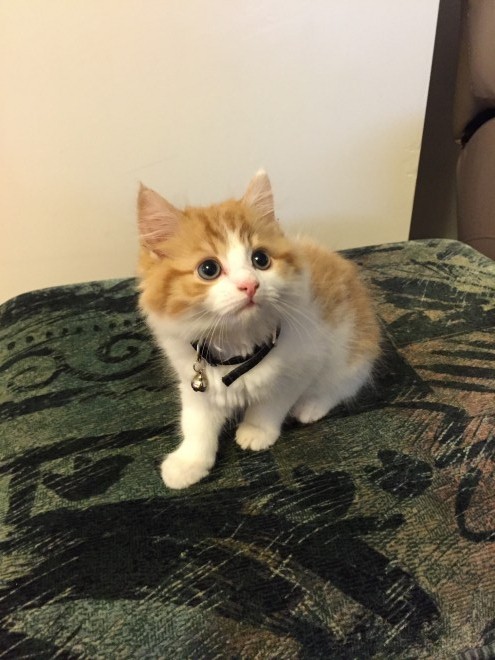 Fluffy Turkish Van Kitten For Sale