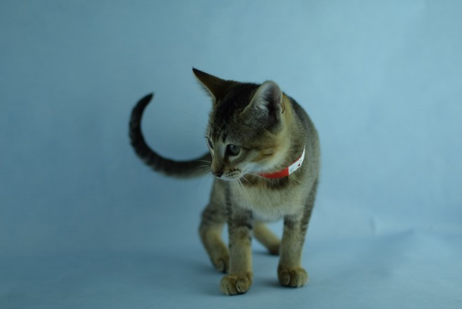 F5 Chausie Kittens Tica Registered
