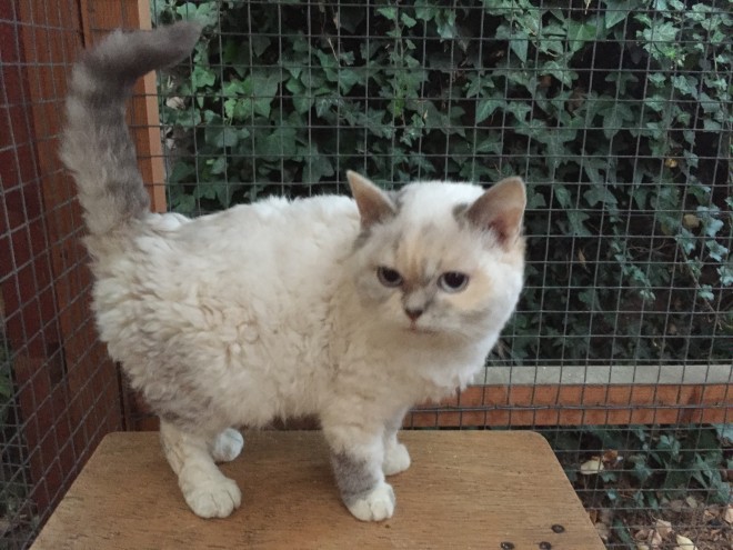 Selkirk Rex Kittens Sired By Regional Winner