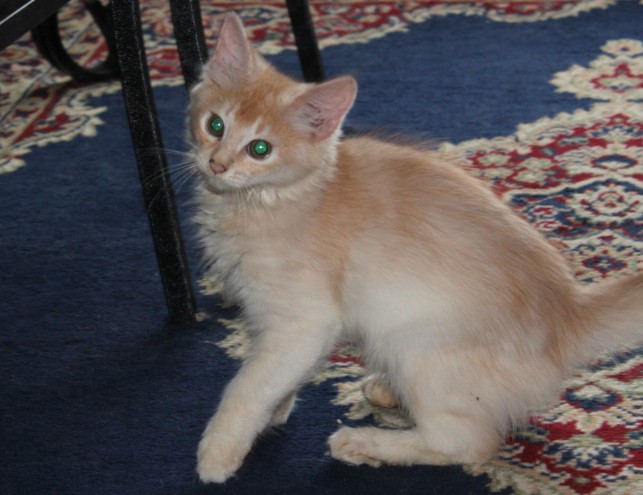 Beautiful Red Silver Somali Boy