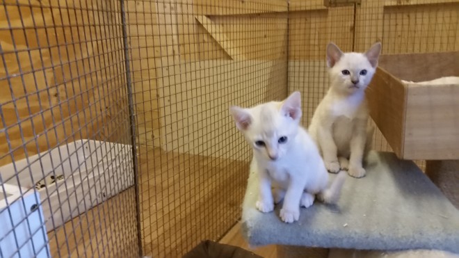 Stunning Tonkinese Kittens