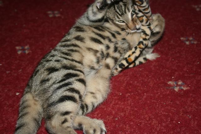 Beautiful Toyger Babies