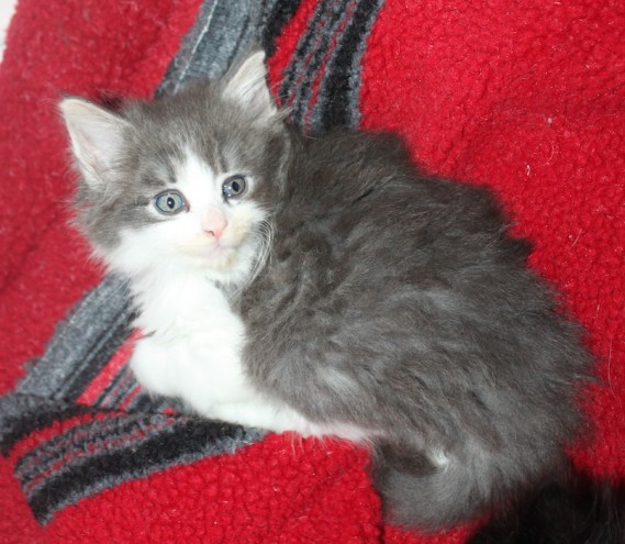 Pedigree Norwegian Forest Kittens