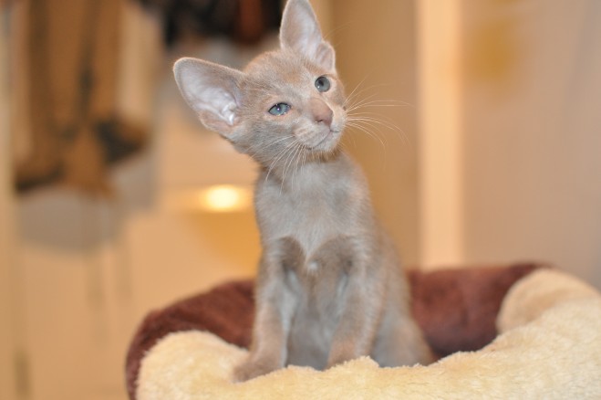 Oriental Blue,lilac And Siamese Blue Point Kittens