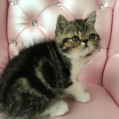 CFA Pedigree Exotic Kittens ready for