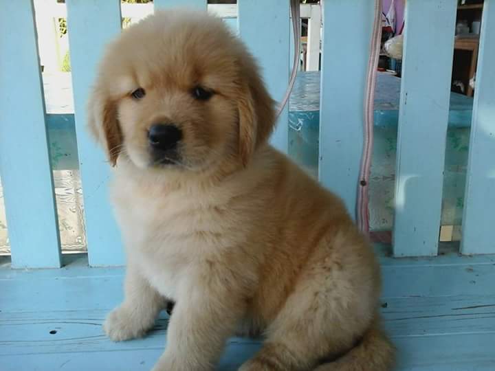 Show Class Golden Retriever Puppies available