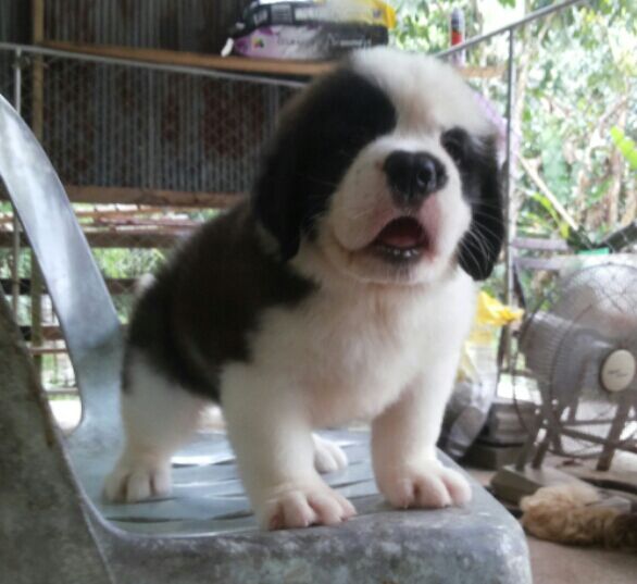 Pedigree Saint Bernard Puppies ready to ship