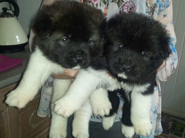 Females Akita Pups With 1st Vaccination