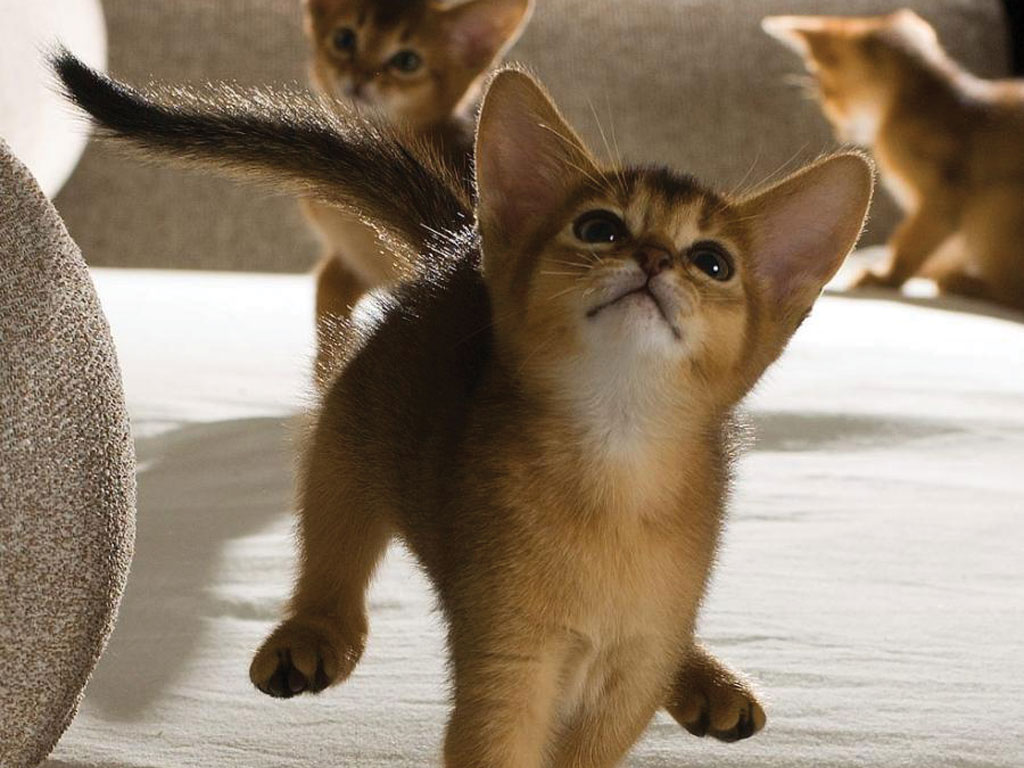 Several beautiful Abyssinian Kittens 