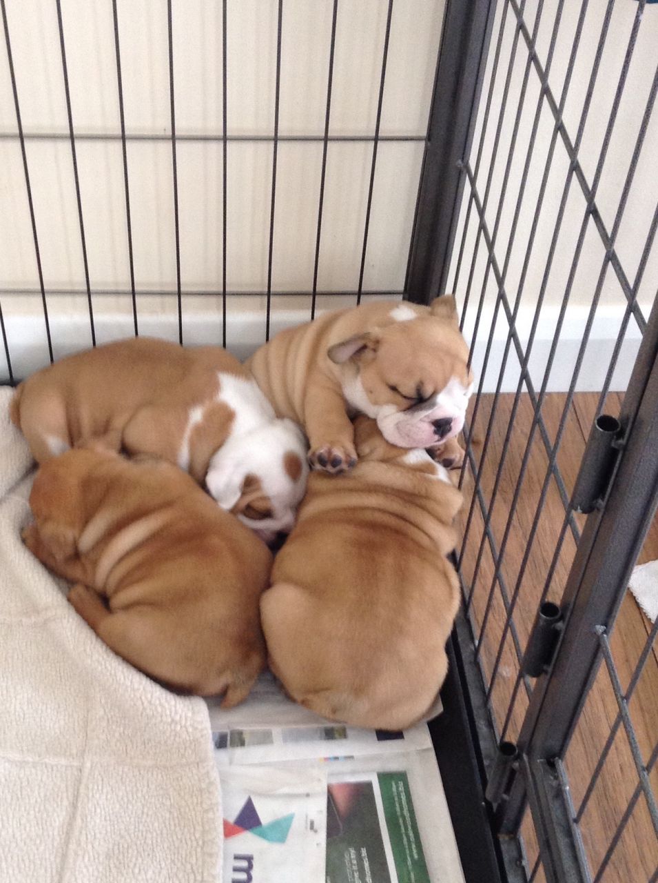 Beautiful English Bulldog Puppies