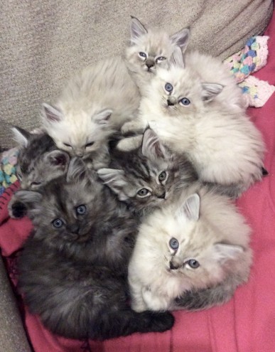 3 stunning Maine Coon kittens