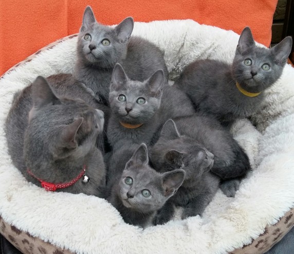 Amazing Pedigree Russian Blue Kittens