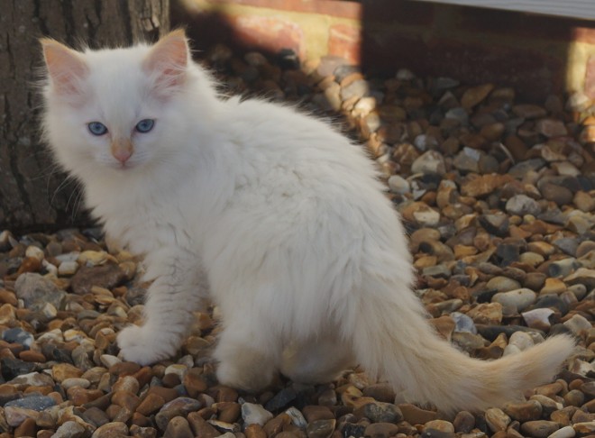 Gccf Reg Ragdoll Kittens