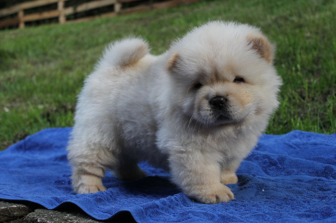  beautiful chow chow