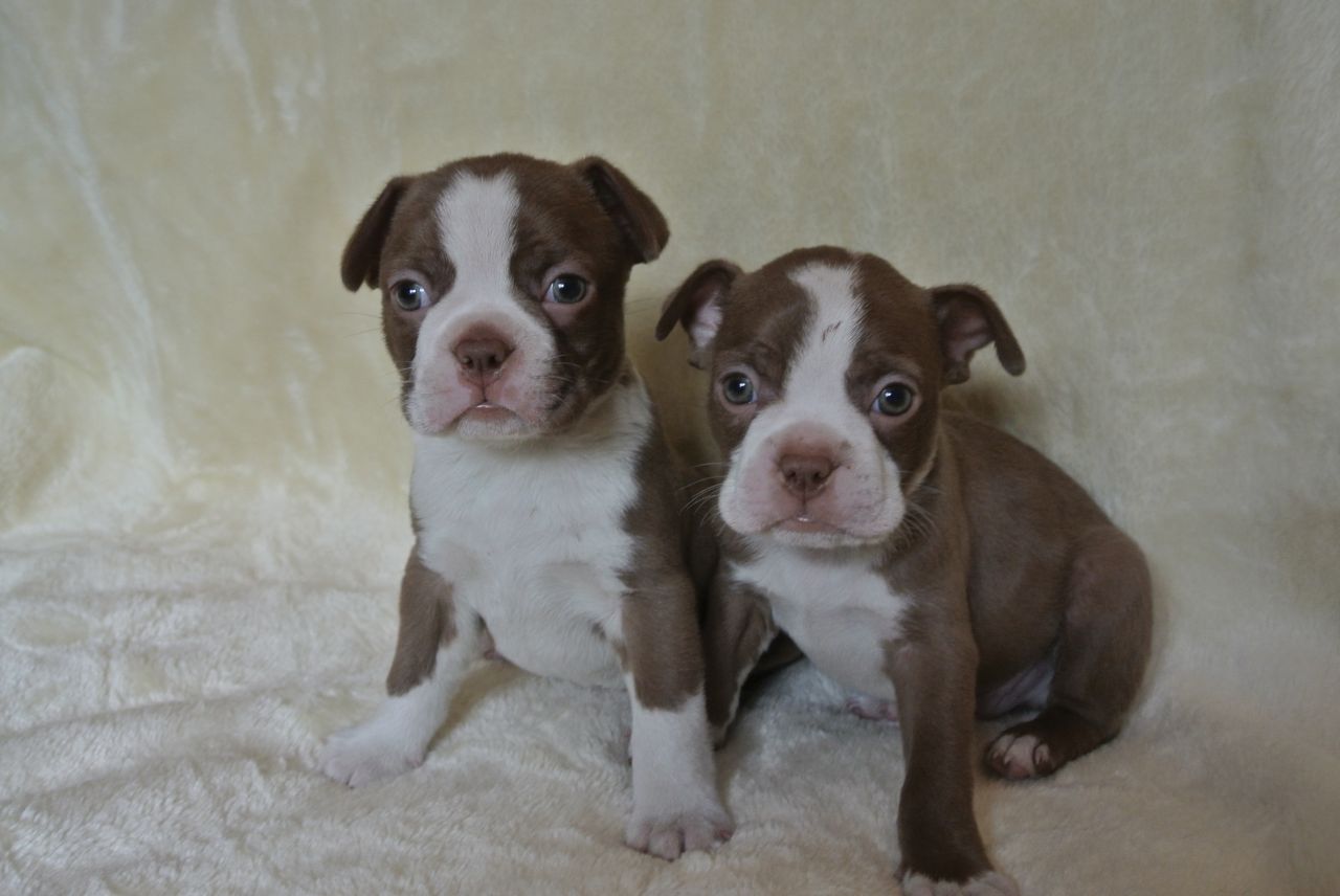 Boston Terrier puppies