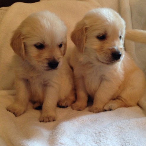 Beautiful Golden Retriever Puppies